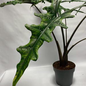 Op de afbeelding: Een Alocasia plant in een pot met grote, getextureerde, donkergroene bladeren. De bladeren hebben een unieke, golvende vorm en opvallende nerven, met lichtere groene en gele accenten. De plant staat in een grijze pot tegen een witte achtergrond.