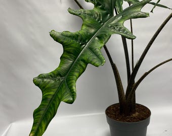 Alocasia Sabrina Schmale Knollenzwiebel
