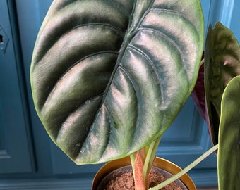 Alocasia Plata Cuprea Rojo Secreto