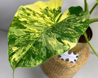 Alocasia Gageana Aurea Variegata Knollenknollenknolle