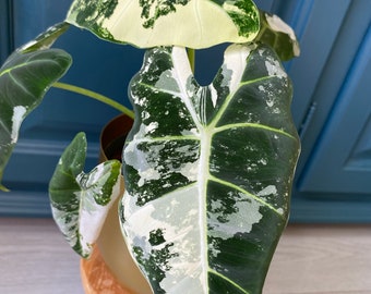 Alocasia Frydek Variegata #3