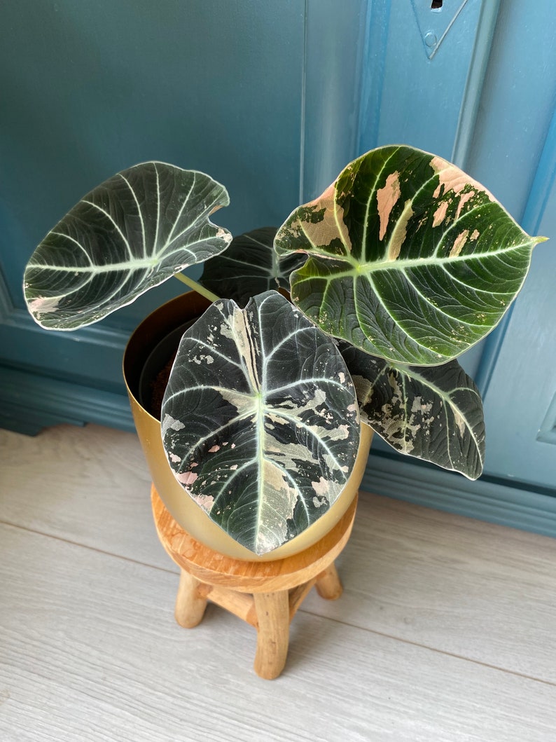 Alocasia Black Velvet Pink Variegata Bild 2