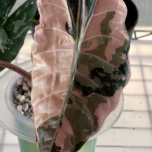 Alocasia Chantrieri Pink Variegata Corm Bulb Knol