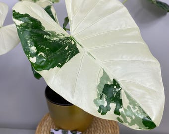 Alocasia Macrorrhiza Albo Variegata Knollenknollenknolle