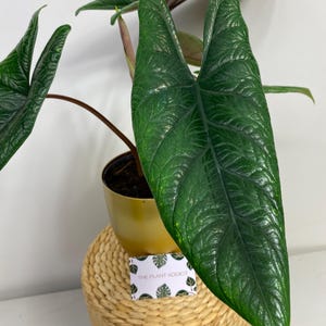zamia raven Zamioculcas zamiifolia 'Raven' 4