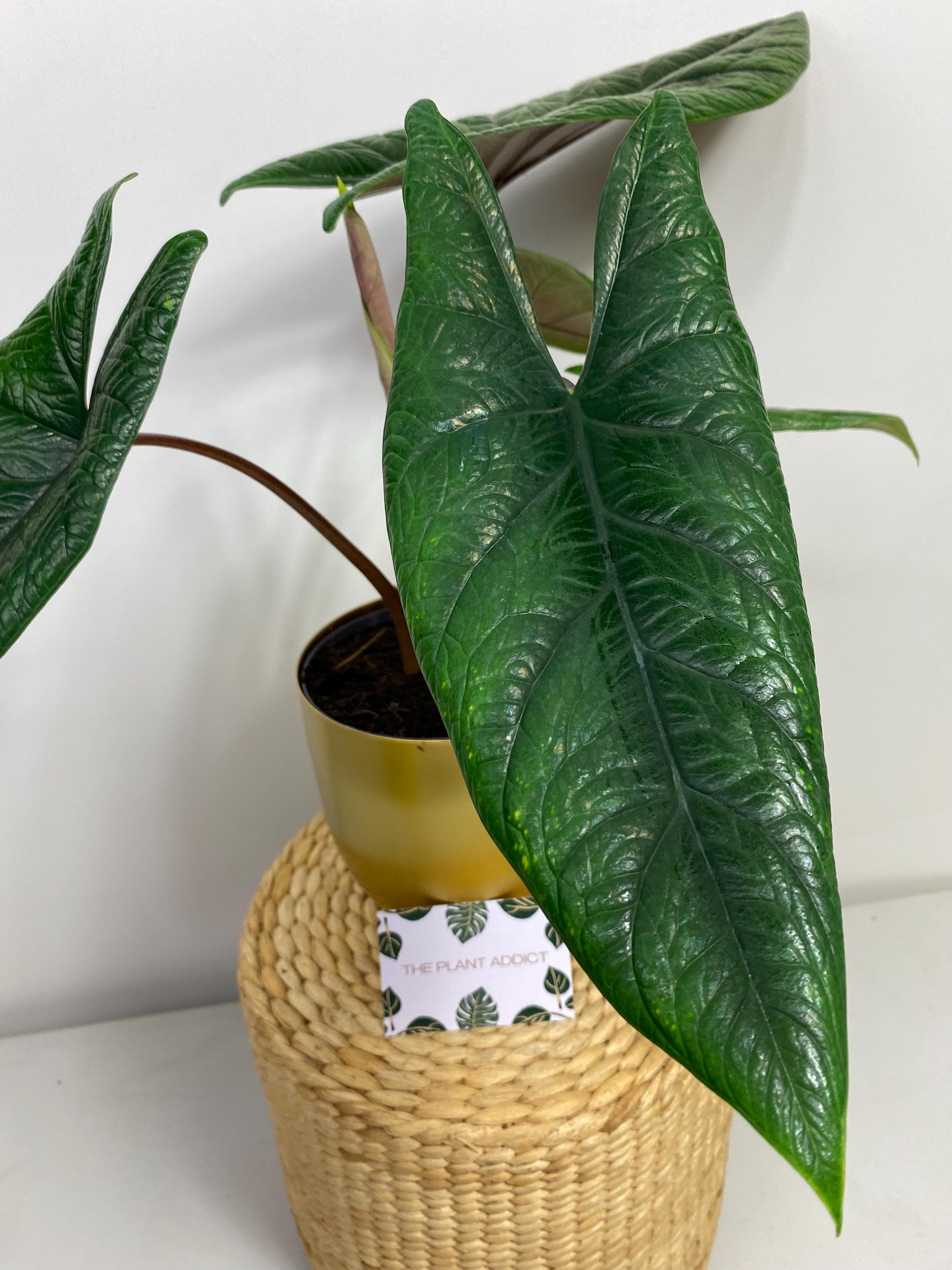 Strelitzia variegata - Etsy.de