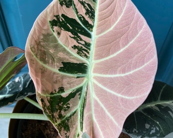 Alocasia Noir Velours Rose Variegata