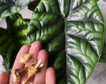 Bulbi di tuberi di Alocasia Sinuata