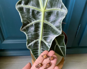 Bulbos de tubérculos de Alocasia Amazonica “Polly”