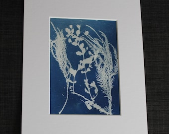 Cyanotypie Druck: Meeresflora, mit Passepartout, botanische Kunst