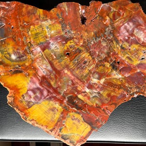 Rainbow Petrified Wood - Petrified Wood Slab – Petrified Wood Slice – Fossilized Wood – Premium Quality - Healing - Arizona Petrified Wood