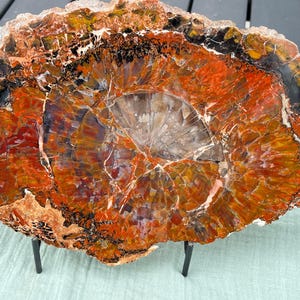 Petrified Wood Stone (1.5