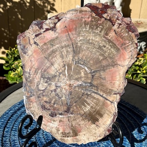 Arizona Petrified Wood - Petrified Wood Slab – Petrified Wood Slice – Fossilized Wood – Premium Quality - Healing - Arizona Petrified Wood
