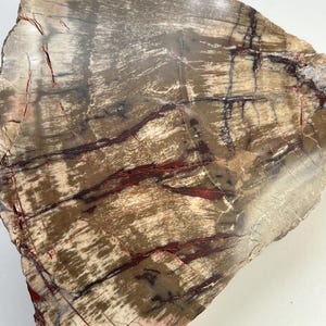 Arizona Petrified Wood - Petrified Wood Slab – Petrified Wood Slice – Fossilized Wood – Premium Quality - Healing - Arizona Petrified Wood
