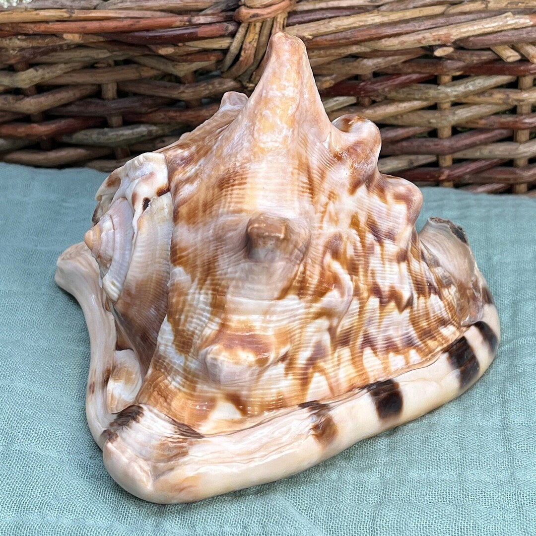Tiger Striped Horned King Helmet Conch Sea Shell Cassis Tuberosa King
