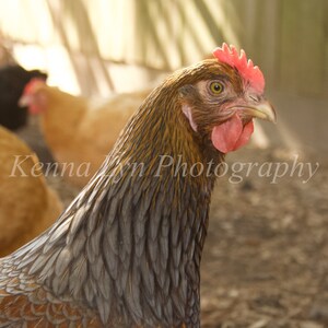 Digital Download Image of a Blue Wyandotte Chicken