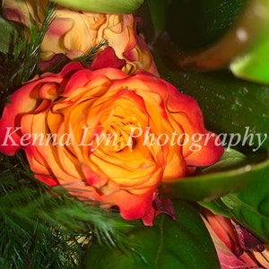 Digital Download of a Colorful Rose Photo