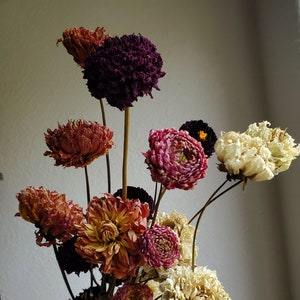 Dried Dahlias