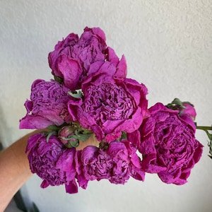 Dried Pink Peonies