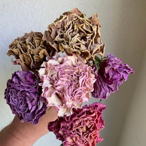 Dried Roses