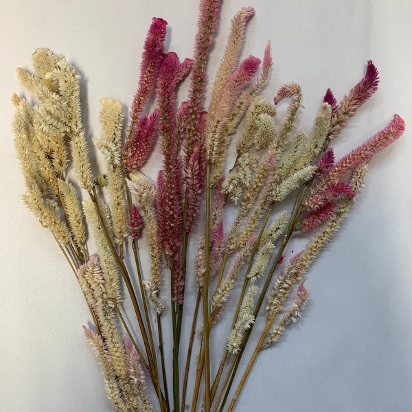 Dried Celosia Mix