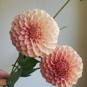 May include: Two peach-colored dahlia flowers with a light pink center. The flowers are in full bloom and have many petals.