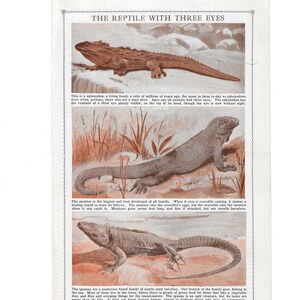 LIZARD IGUANA TYPES Antique Color Print Vintage Illustration