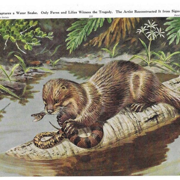CUTE OTTER Antique Color Print Vintage Illustration Animal Pet Lovers Art Wall Picture
