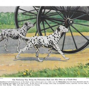 DALMATIAN DOGS Antique Color Print Vintage Illustration Animal Pet Lovers Art Wall Picture Canine Puppy firemen