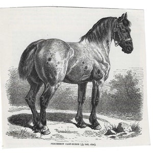 May include: A black and white illustration of a Percheron cart-horse. The horse is standing on a grassy field with a rock in the foreground. The text 