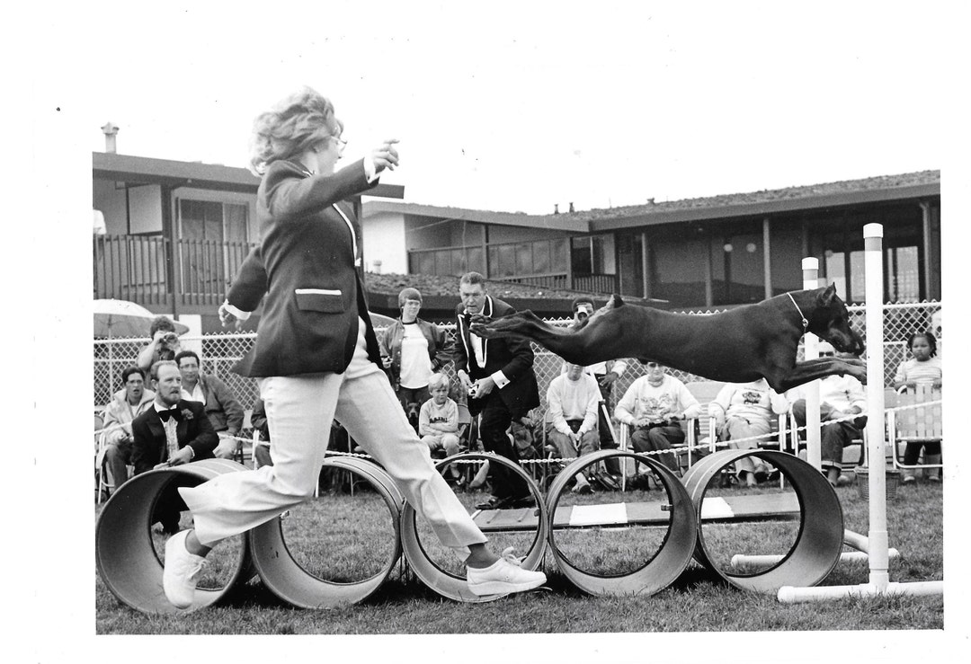 DOBERMAN PINSCHER Jumping Over Barrels Original Dog PHOTO Pet Etsy