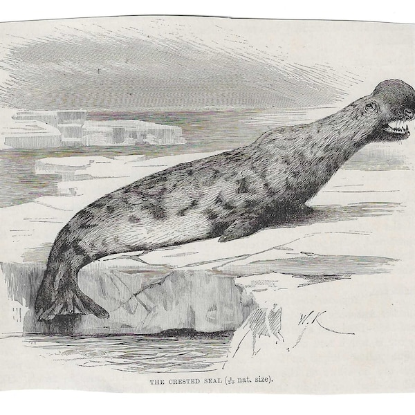 CRESTED SEAL Antique Print Vintage Engraving 1800's Illustration Animal Pet Lovers Art Collage Scrapbook Crafting otter sea lion