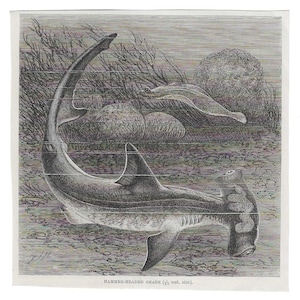 May include: A black and white illustration of a hammerhead shark swimming in the ocean. The shark is depicted in a side view, with its distinctive hammer-shaped head and long, slender body. The illustration is detailed and realistic, capturing the shark's anatomy and features.