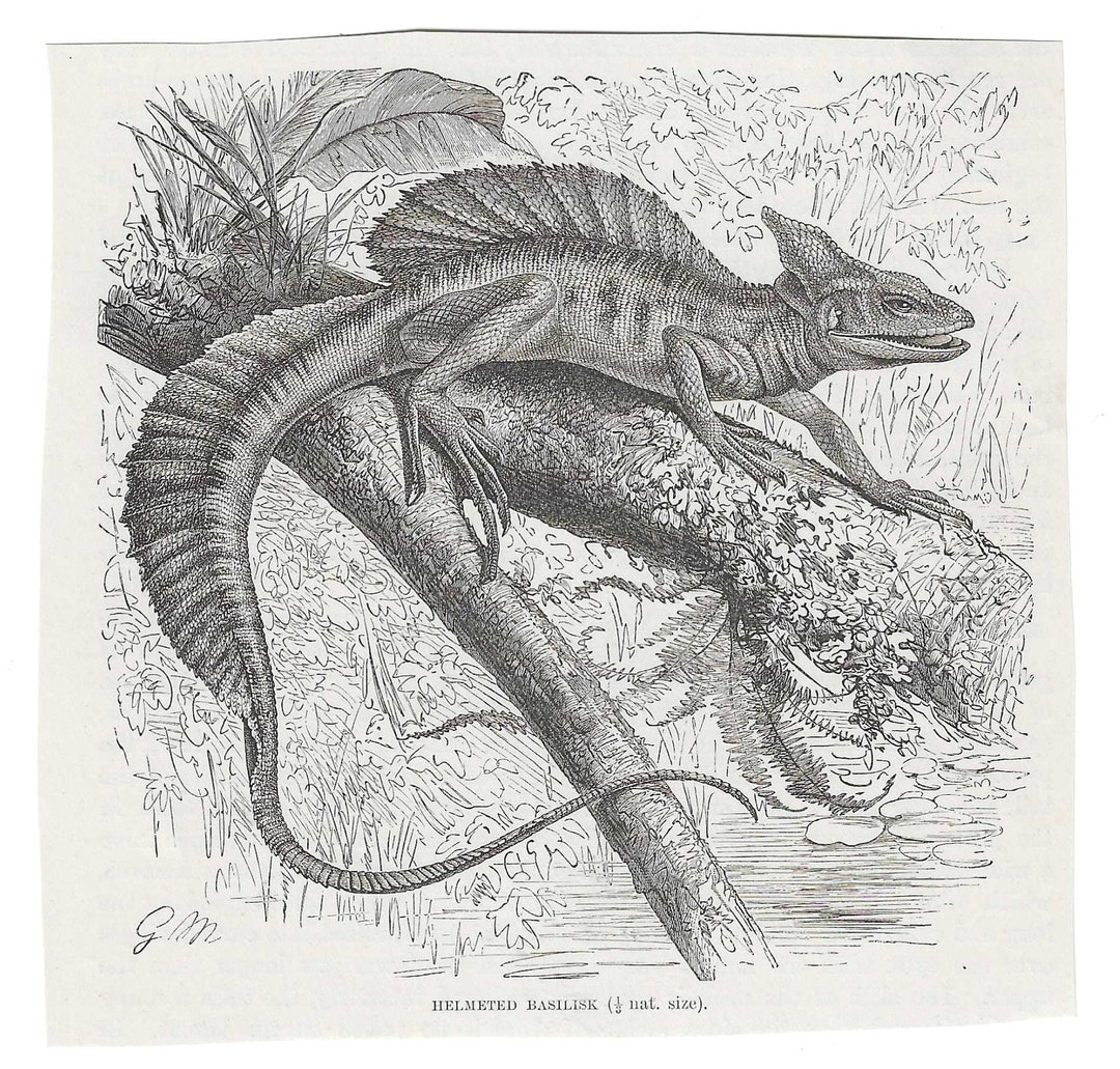 Antique Print BASILISK LIZARD Vintage Engraving 1800's Illustration ...