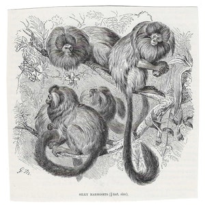 May include: Black and white illustration of four silky marmosets, a type of monkey, sitting on branches in a tree. The illustration is labeled "Silky Marmosets (½ nat. size)."