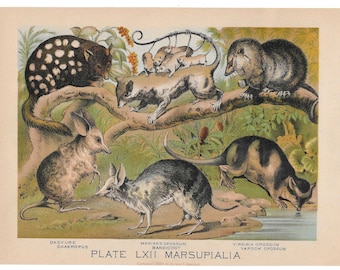 MARSUPIALS Antique Color Print Vintage Illustration Animal Pet Lovers Art Wall Picture