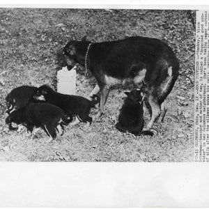 DOBERMAN PINSCHER And Puppies Original Dog PHOTO Feeding Milk to Babies! Pet Animal Lover Wall Decor