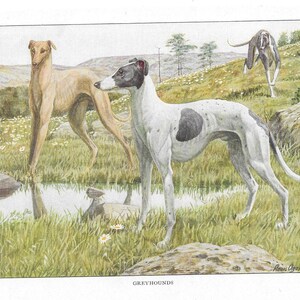 GREYHOUND DOGS Antique Color Print Vintage Illustration Animal Pet Lovers Art Wall Picture Puppy Hound Canine