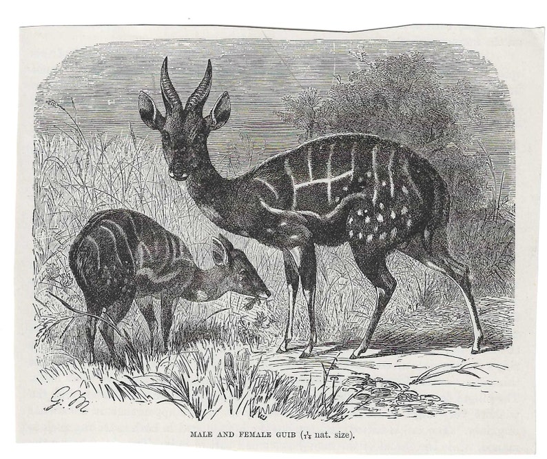 Antique Print AFRICAN GUIB ANTELOPE Vintage Engraving 1800's Illustration Animal Pet Lovers Art Collage Scrapbook Crafting image 1