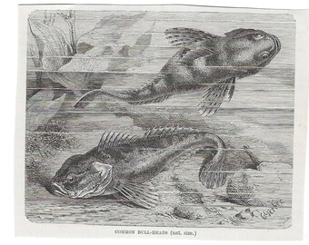 Antique Print BULLHEAD CATFISH FISH Vintage Engraving 1800's Illustration Animal Pet Lovers Art Collage Scrapbook Crafting