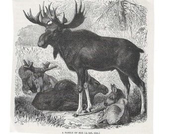 Antique Print ELK FAMILY Vintage Engraving 1800's Illustration Animal Pet Lovers Art Collage Scrapbook Crafting Moose