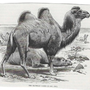 Antique Print TWO HUMP CAMELS Vintage Engraving 1800&#39;s Illustration Animal Pet Lovers Art desert Crafting Collage