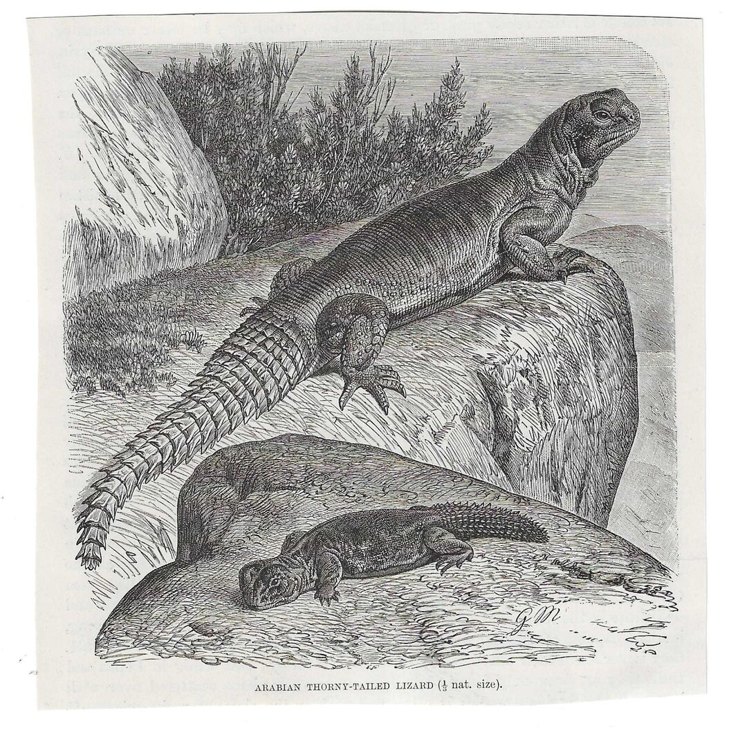 Antique Print THORNY TAILED LIZARD Vintage Engraving 1800's ...