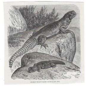 Antique Print THORNY TAILED LIZARD Vintage Engraving 1800&#39;s Illustration Animal Pet Lovers Art Collage Scrapbook Crafting