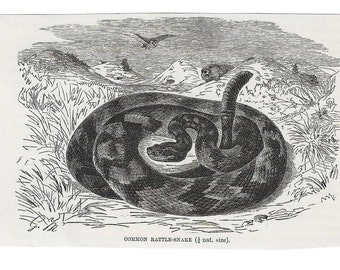 Antique Print COMMON RATTLESNAKE Vintage Engraving 1800's Illustration Animal Pet Lovers Art Collage Scrapbook Crafting