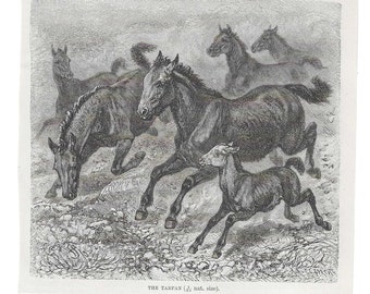 Antique Print WILD HORSES Vintage Engraving 1800's Illustration Animal Pet Lovers Art Collage Scrapbook Crafting