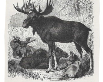 Antique Print FAMILY OF ELK Vintage Engraving 1800's Illustration Animal Pet Lovers Art Collage Scrapbook Crafting