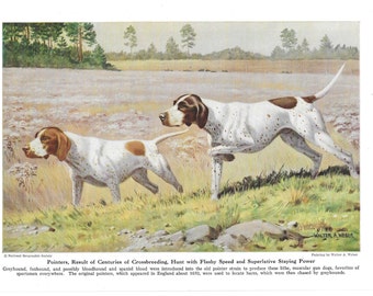 POINTER DOGS Antique Color Print Vintage Illustration Animal Pet Lovers Art Wall Picture