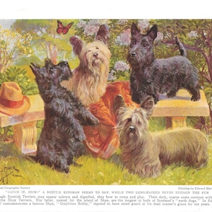 SCOTTIE DOGS Antique Color Print Vintage Illustration Animal Pet Lovers Art Wall Picture