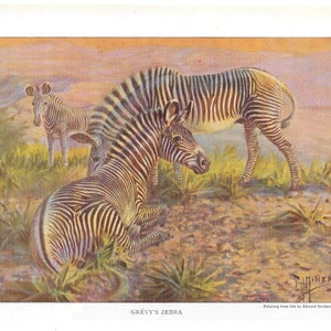 PRETTY ZEBRAS Antique Color Print Vintage Illustration Animal Pet Lovers Art Wall Picture